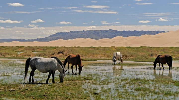 https://pixabay.com/de/photos/mongolei-pferde-landschaft-3046030/
