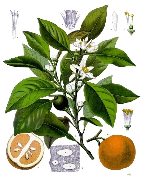 Citrus_aurantium_-_Köhler–s_Medizinal-Pflanzen-042