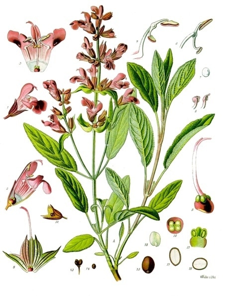 Salvia_officinalis_-_Köhler–s_Medizinal-Pflanzen-126