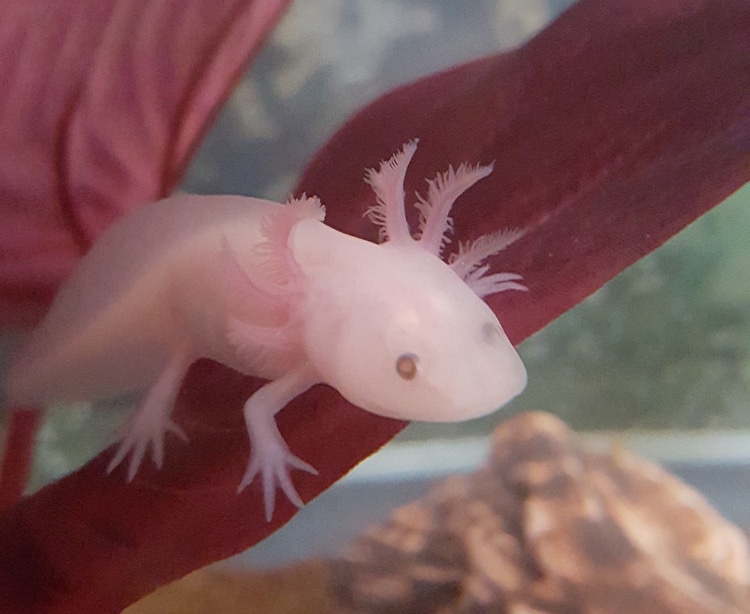 Axolotl21
