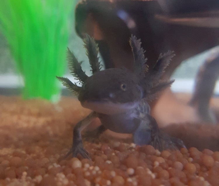 Axolotl22