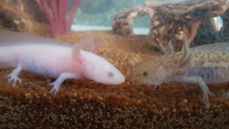 axolotl23