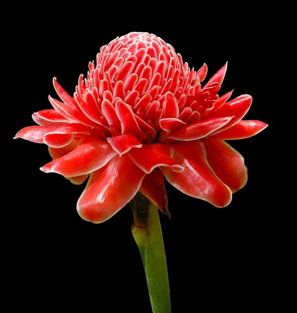 torch-ginger-230719_640