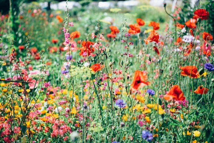 Houbigant – Collection Privée – Quelques Fleurs – Jardin Secret – Essence Rare