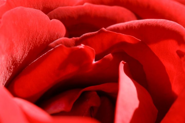 https://pixabay.com/de/photos/rose-rot-blume-romantik-liebe-460893/