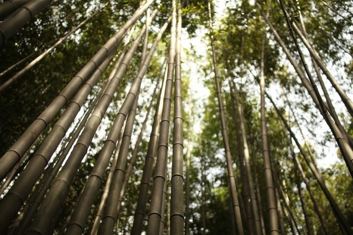 https://pixabay.com/de/photos/arashiyama-bambus-japan-gr%C3%BCn-kyoto-3571310/