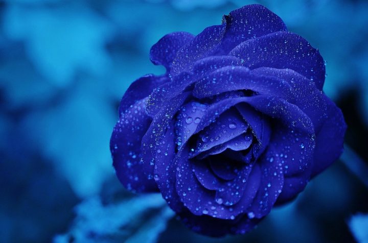 https://pixabay.com/de/photos/rose-blau-blume-bl%C3%BCte-romantik-165819/