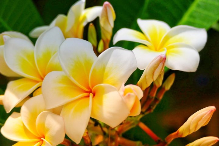 https://pixabay.com/de/photos/blume-frangipani-pflanze-tropisch-3340817/