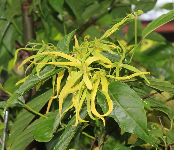 https://pixabay.com/de/photos/ylang-ylang-blume-geruch-gelb-1118057/