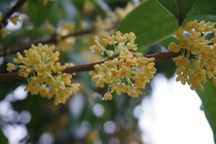 https://pixabay.com/de/photos/osmanthus-regentropfen-pflanze-2849795/