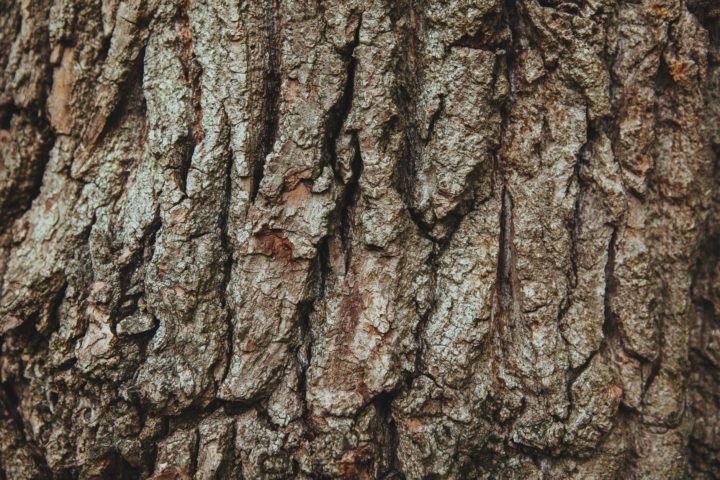 https://www.pexels.com/photo/wood-tree-bark-english-oak-1761/