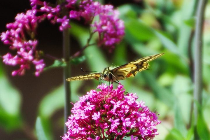 https://pixabay.com/de/photos/schmetterling-schmetterlinge-farben-1704084/