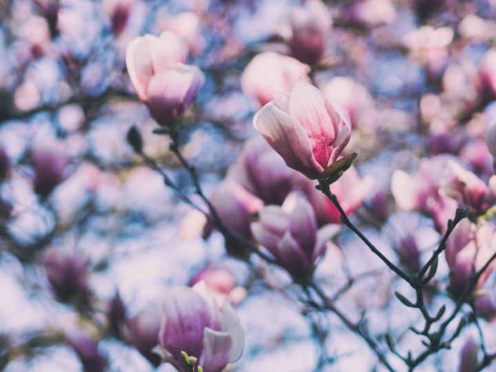 Loewe – Aura Pink Magnolia – Diptyque – L’Eau du Trente-Quatre – Unsplash