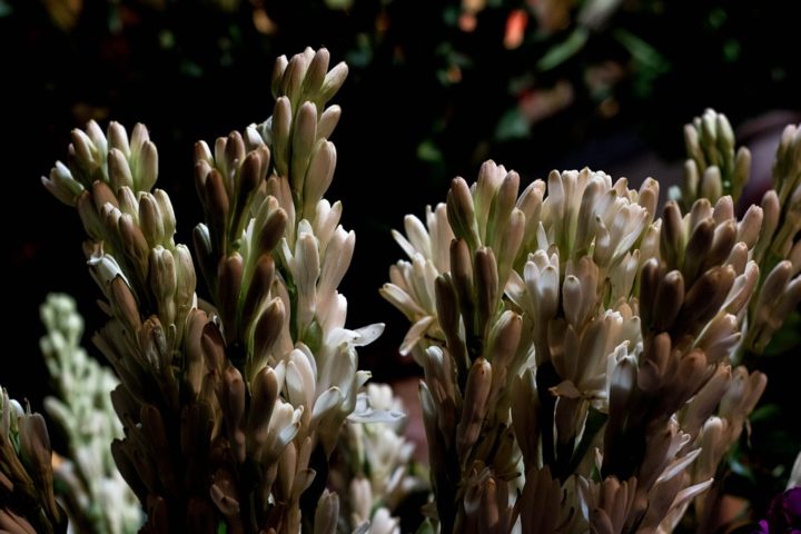 https://pixabay.com/de/photos/rajanigandha-blume-tuberose-blumen-915200/