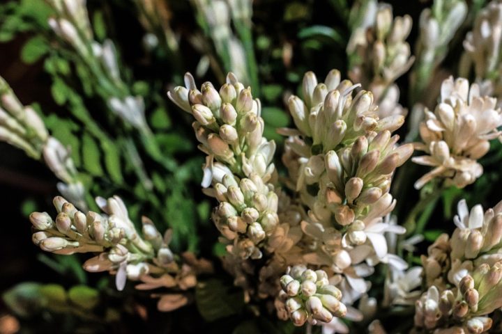 https://pixabay.com/de/photos/rajanigandha-blume-tuberose-blumen-915205/