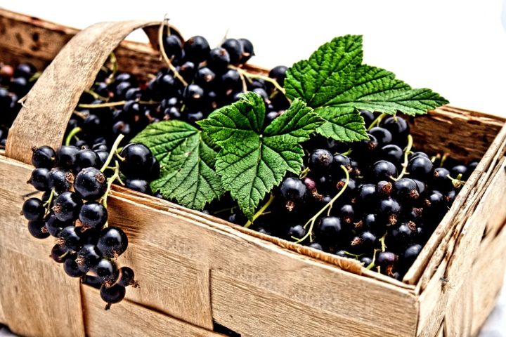 https://pixabay.com/de/photos/johannisbeere-schwarz-beeren-natur-2105600/