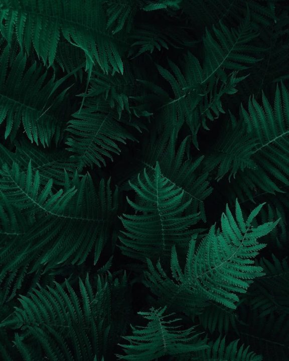 https://www.pexels.com/photo/photo-of-green-fern-leaves-1687341/