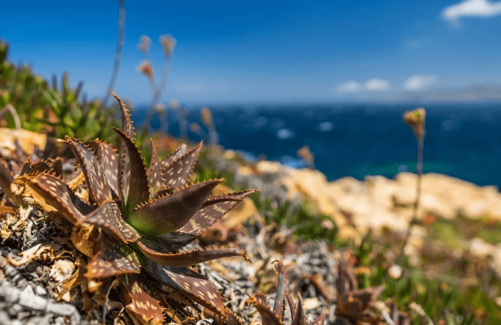 https://pixabay.com/photos/nature-summer-sky-travel-corsica-3188718/