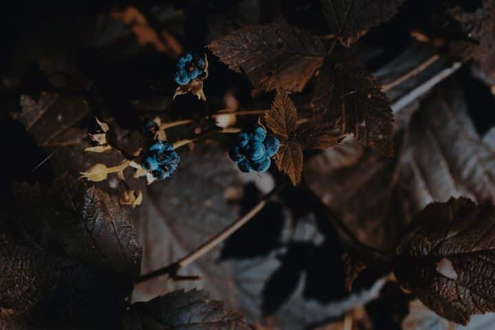 https://pixabay.com/photos/forest-berry-blackberry-autumn-4486660/