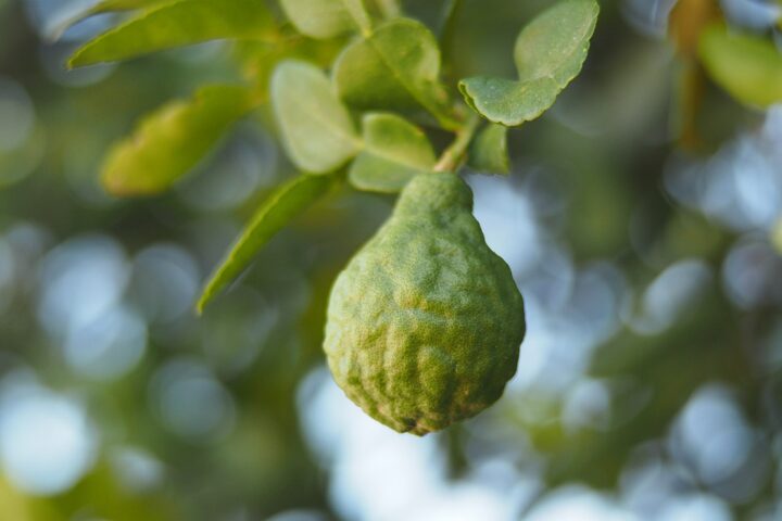 https://pixabay.com/photos/bergamot-green-nature-fruit-herb-4347906/