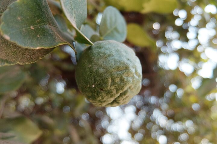 https://pixabay.com/photos/bergamot-green-botanical-nature-4690565/