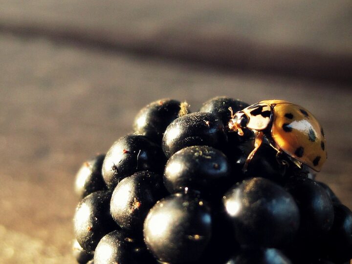 https://www.pexels.com/photo/selective-focus-photography-of-purple-fruit-870066/