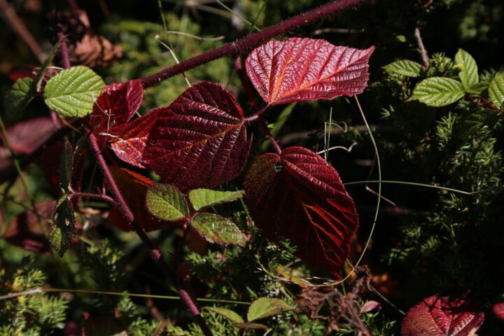 https://pixabay.com/photos/leaves-nature-green-plant-natural-4540080/