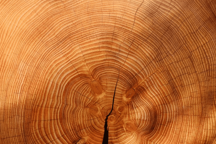 https://pixabay.com/photos/wood-tree-spruce-picea-conifer-3212803/