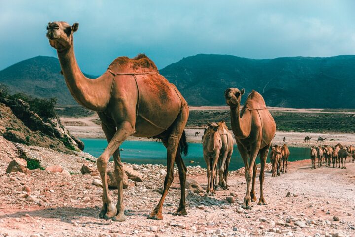 https://pixabay.com/de/photos/oman-salalah-str-kamel-weihrauch-4432360/