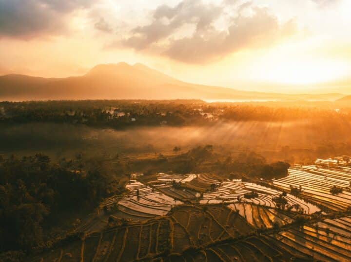 https://www.pexels.com/photo/aerial-photo-of-rice-field-2583847/