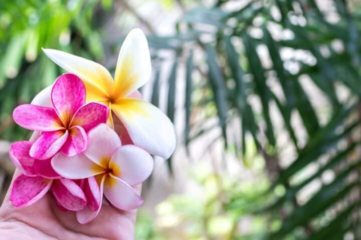 https://www.pexels.com/photo/bali-beautiful-beauty-bloom-433539/