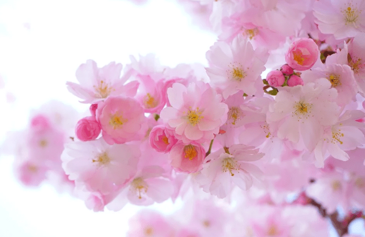 https://pixabay.com/de/photos/japanische-kirsche-b%C3%A4ume-blumen-324175/