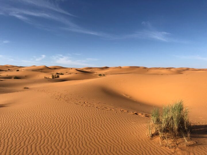 https://www.pexels.com/photo/green-grasses-on-sahara-desert-1001435/