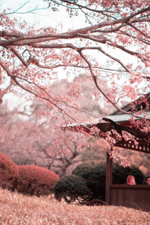 https://www.pexels.com/photo/photo-of-cherry-blossoms-1882996/