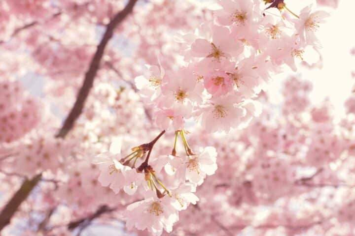 https://www.pexels.com/photo/selective-focus-photography-of-pink-cherry-blossom-flowers-2099737/