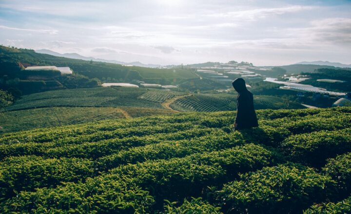 https://www.pexels.com/photo/person-on-green-grass-field-981091/