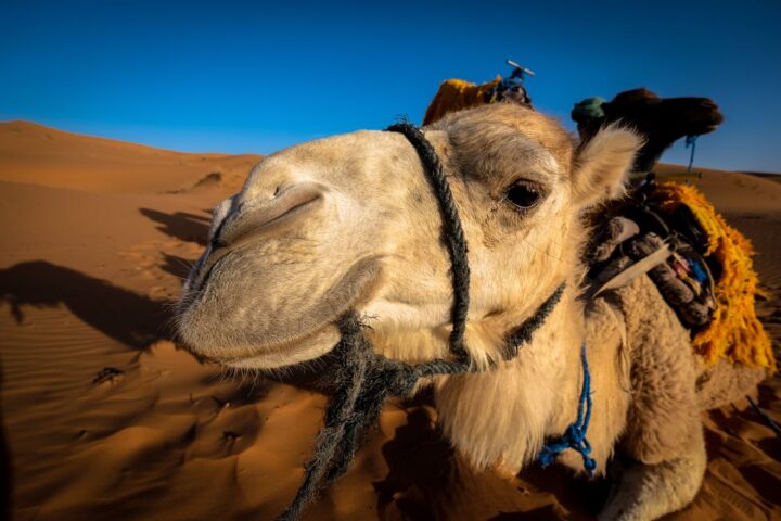 https://www.pexels.com/photo/front-view-of-a-camel-at-the-desert-area-998639/