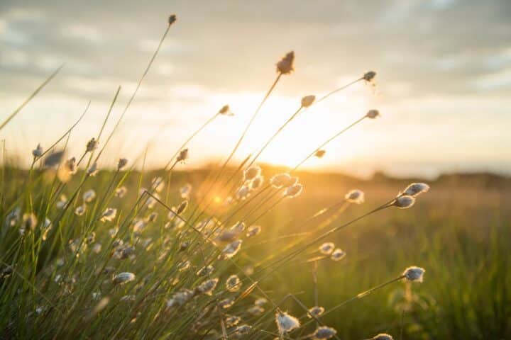 https://www.pexels.com/photo/blur-close-up-country-countryside-447440/