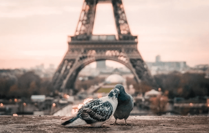 https://pixabay.com/de/photos/vogel-paar-schnabel-paris-2590901/