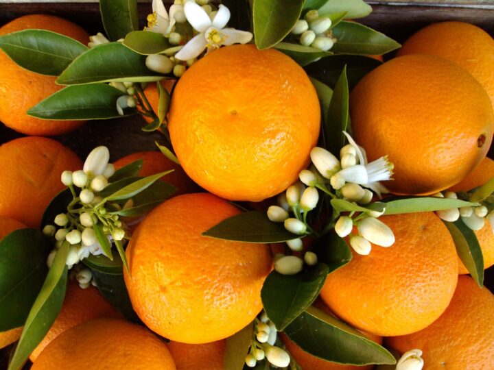 https://pixabay.com/de/photos/antalya-orange-orange-blossom-180725/