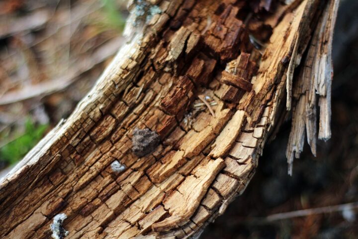 https://pixabay.com/de/photos/wood-tree-branch-wald-burned-tree-5205049/