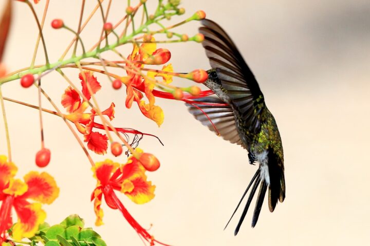 https://pixabay.com/de/photos/kolibri-hummingbird-cuba-wildlife-1858416/