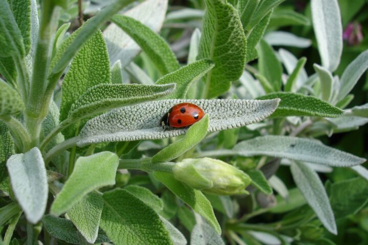 https://pixabay.com/de/photos/marienk%C3%A4fer-salbei-pflanze-sommer-1428899/