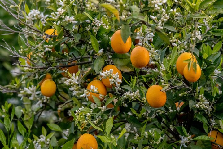 https://pixabay.com/de/photos/blume-orange-blossom-blumen-sommer-4909695/