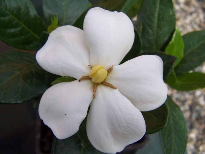 https://pixabay.com/de/photos/gardenie-jasminoides-von-kleim-hardy-1908250/
