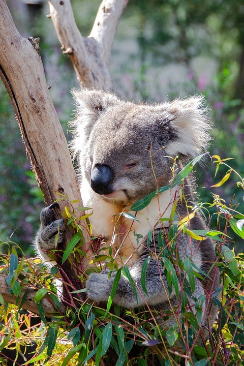 https://pixabay.com/de/photos/koala-s%C3%A4ugetier-beuteltier-tier-3690653/