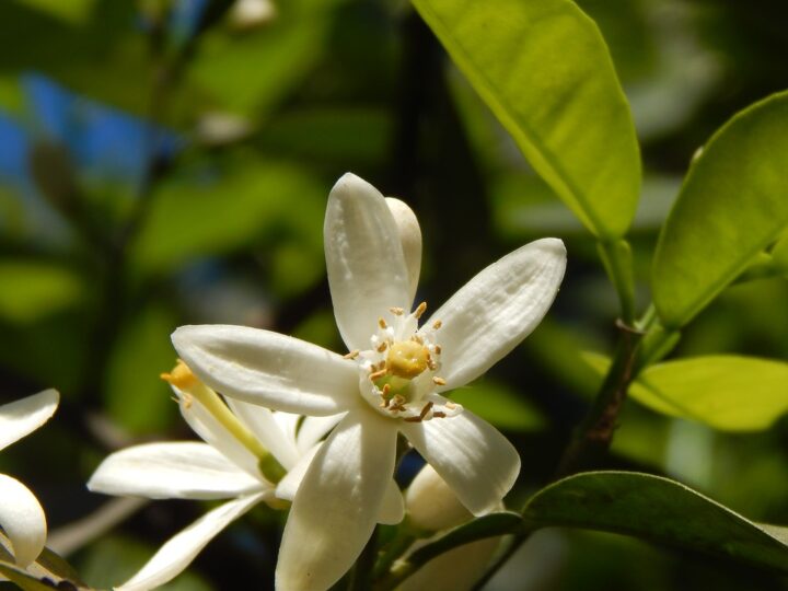 https://pixabay.com/de/photos/orange-blossom-flor-de-naranjo-2629572/