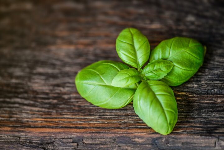 https://www.pexels.com/photo/green-leaves-1087905/