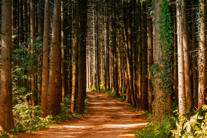 https://www.pexels.com/photo/pathway-in-between-trees-at-daytime-1112186/