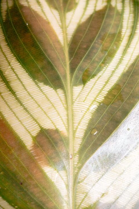 https://www.pexels.com/photo/gentle-green-leaf-of-calathea-makoyana-plant-4516060/